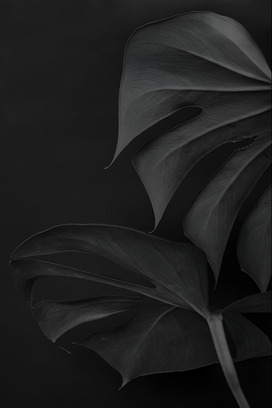 Elegant Monochrome Leaf